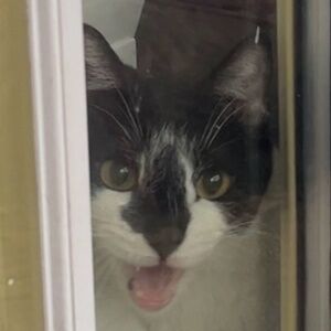 Meet your Posher, Ur Mom